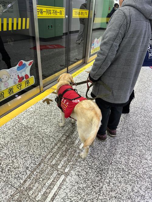 上海导盲犬手续